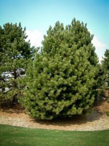 Сосна Чёрная (Pinus Nigra) купить по цене от 270.00р. в интернет-магазине «Посадика» с доставкой почтой в в Артеме и по всей России – [изображение №1].