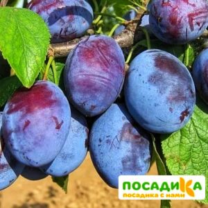 Слива Чачакская ранняя купить по цене от 229.00р. в интернет-магазине «Посадика» с доставкой почтой в в Артеме и по всей России – [изображение №1].