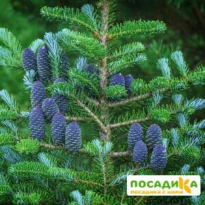 Пихта корейская (Abies koreana) купить по цене от 450.00р. в интернет-магазине «Посадика» с доставкой почтой в в Артеме и по всей России – [изображение №1].