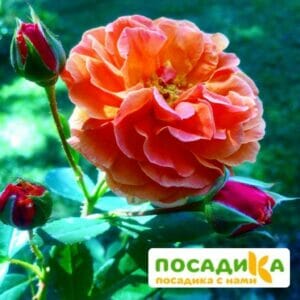 Роза Арабия купить по цене от 350.00р. в интернет-магазине «Посадика» с доставкой почтой в в Артеме и по всей России – [изображение №1].