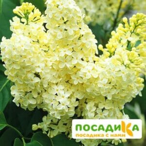 Сирень Примроуз (Primrose) купить по цене от 529.00р. в интернет-магазине «Посадика» с доставкой почтой в в Артеме и по всей России – [изображение №1].