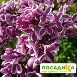 Сирень Сенсация купить по цене от 529.00р. в интернет-магазине «Посадика» с доставкой почтой в в Артеме и по всей России – [изображение №1].