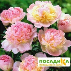 Пион Распберри Сандей (Paeonia Raspberry Sundae) купить по цене от 959р. в интернет-магазине «Посадика» с доставкой почтой в в Артеме и по всей России – [изображение №1].