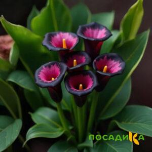Калла Аура Лейс купить по цене от 400р. в интернет-магазине «Посадика» с доставкой почтой в в Артеме и по всей России – [изображение №1].