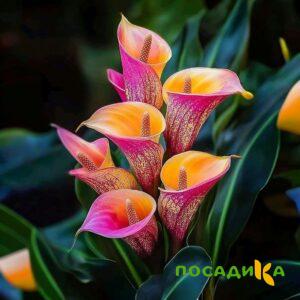 Калла Оникс купить по цене от 450р. в интернет-магазине «Посадика» с доставкой почтой в в Артеме и по всей России – [изображение №1].