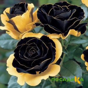 Роза Ханни Сикл купить по цене от 700р. в интернет-магазине «Посадика» с доставкой почтой в в Артеме и по всей России – [изображение №1].