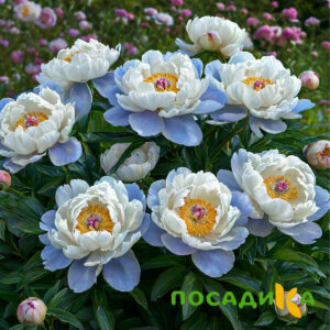 Пион акварельный Этюд купить по цене от 806р. в интернет-магазине «Посадика» с доставкой почтой в в Артеме и по всей России – [изображение №1].
