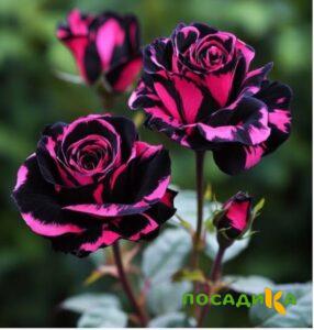 Роза Багровый Шепот купить по цене от 366р. в интернет-магазине «Посадика» с доставкой почтой в в Артеме и по всей России – [изображение №1].