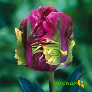 Тюльпан Экзотик Хэвен купить по цене от 186р. в интернет-магазине «Посадика» с доставкой почтой в в Артеме и по всей России – [изображение №1].