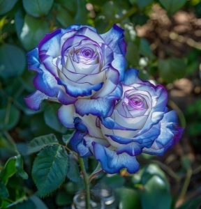 Роза Пэтолз Хоуп купить по цене от 333р. в интернет-магазине «Посадика» с доставкой почтой в в Артеме и по всей России – [изображение №1].