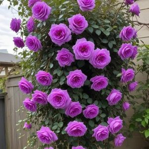 Роза Мистик Уайт купить по цене от 620р. в интернет-магазине «Посадика» с доставкой почтой в в Артеме и по всей России – [изображение №1].