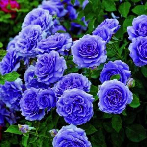 Роза Блю Мун купить по цене от 450р. в интернет-магазине «Посадика» с доставкой почтой в в Артеме и по всей России – [изображение №1].