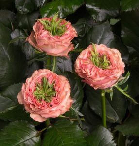 Роза Амбер Инчант купить по цене от 495р. в интернет-магазине «Посадика» с доставкой почтой в в Артеме и по всей России – [изображение №1].