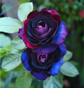 Роза Скарлет Рэвери купить по цене от 489р. в интернет-магазине «Посадика» с доставкой почтой в в Артеме и по всей России – [изображение №1].