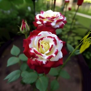 Роза Роял Глом купить по цене от 401р. в интернет-магазине «Посадика» с доставкой почтой в в Артеме и по всей России – [изображение №1].