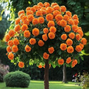 Роза Солнечный Шарм купить по цене от 349р. в интернет-магазине «Посадика» с доставкой почтой в в Артеме и по всей России – [изображение №1].