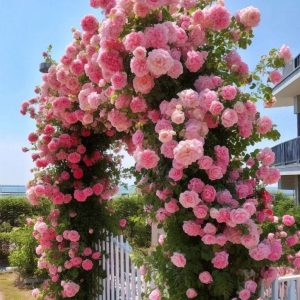 Роза Пастель Розе купить по цене от 605р. в интернет-магазине «Посадика» с доставкой почтой в в Артеме и по всей России – [изображение №1].