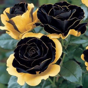 Роза Ханни Сикл купить по цене от 700р. в интернет-магазине «Посадика» с доставкой почтой в в Артеме и по всей России – [изображение №1].