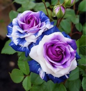 Роза Айвори Каскад купить по цене от 420р. в интернет-магазине «Посадика» с доставкой почтой в в Артеме и по всей России – [изображение №1].