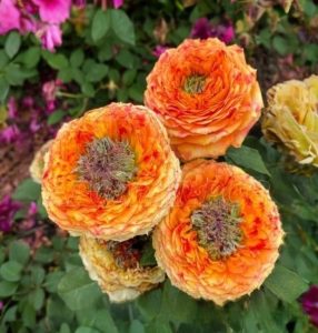 Роза Золотой Мираж купить по цене от 420р. в интернет-магазине «Посадика» с доставкой почтой в в Артеме и по всей России – [изображение №1].