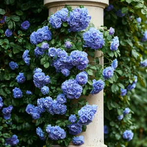 Роза плетистая Блю Перпл купить по цене от 540р. в интернет-магазине «Посадика» с доставкой почтой в в Артеме и по всей России – [изображение №1].